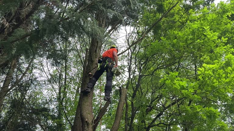 How Our Tree Care Process Works  in  Anchorage, AK