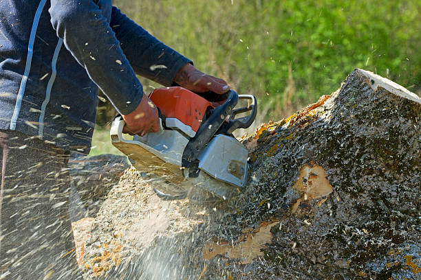 Professional Tree Removal in Anchorage, AK